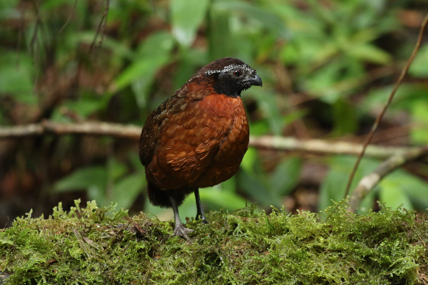 RUFOUS-BREASTED WOOD-QUAIL